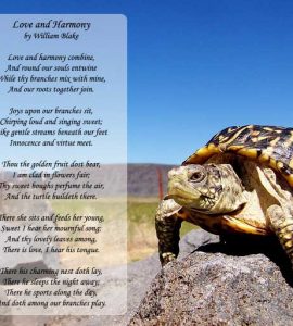 the little turtle poem
