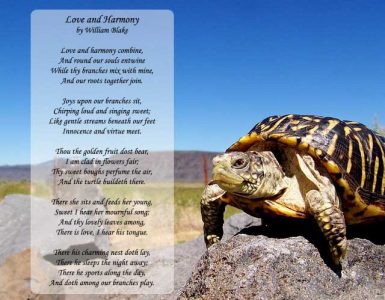 the little turtle poem