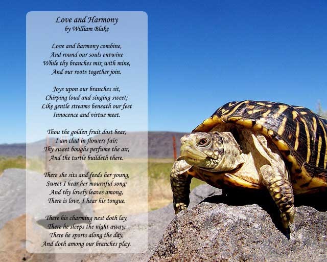 11 Best Poems About Turtles By Famous Poets | Animals Poems