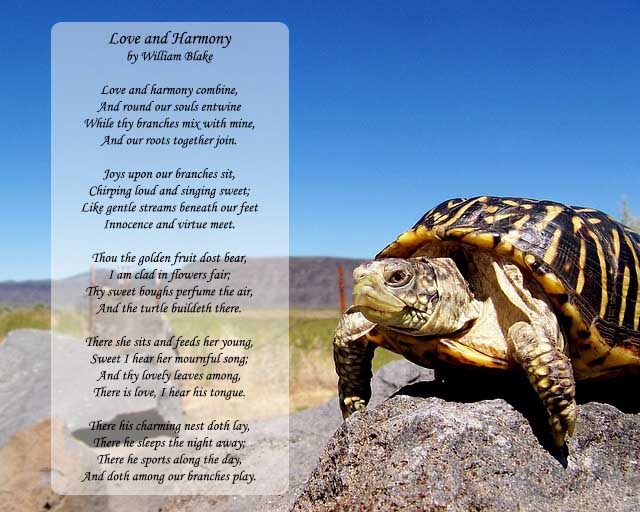 the little turtle poem