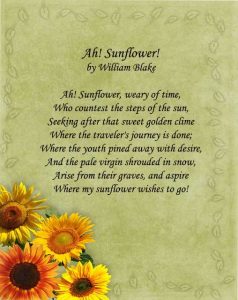 20 Short Sunflowers Poems, Quotes About Love and Life