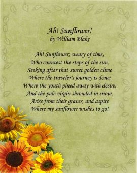 20 Short Sunflowers Poems, Quotes About Love and Life