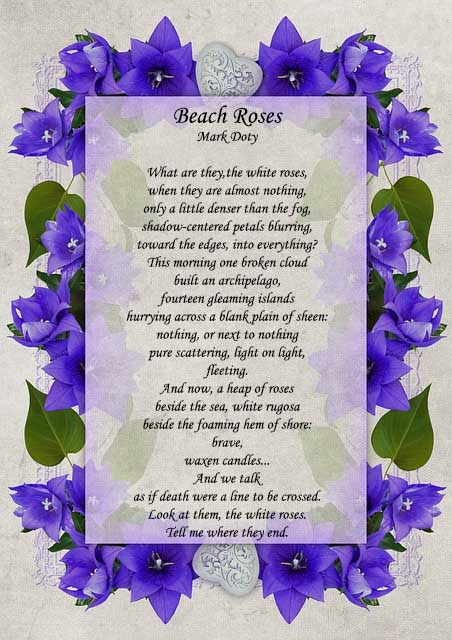 Beach roses