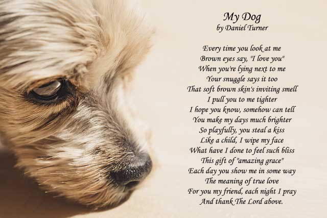 Dog poems love unconditional