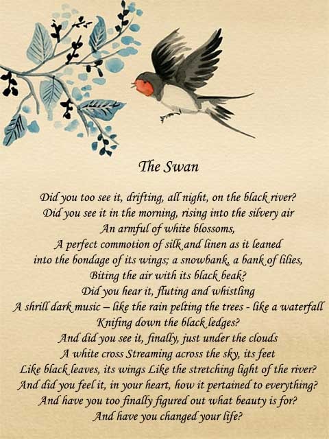 The swan