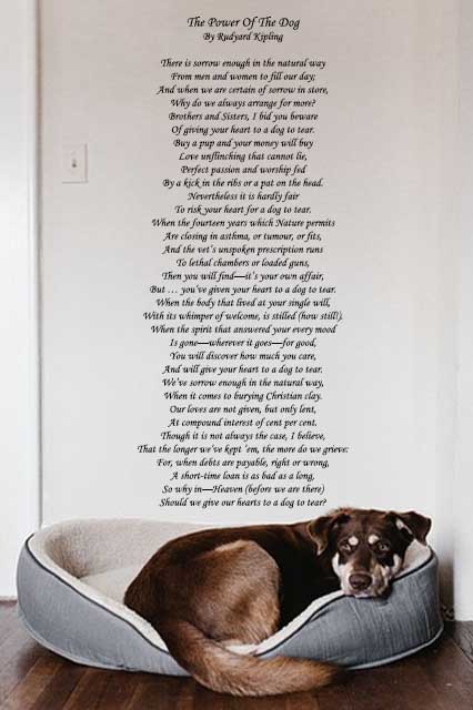 animal love poems