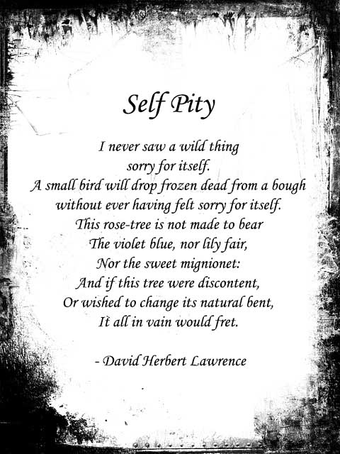 dh lawrence poems self pity