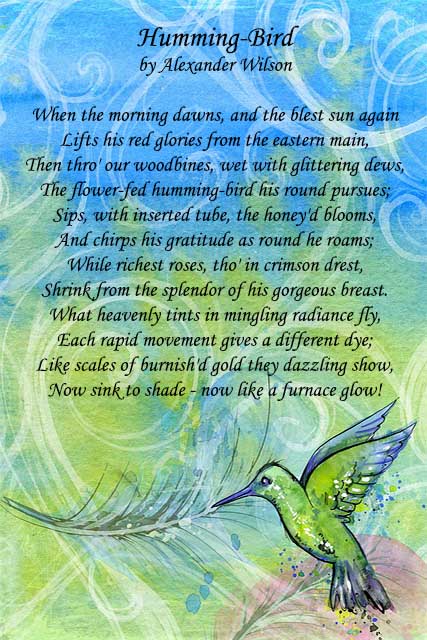 hummingbird love poem