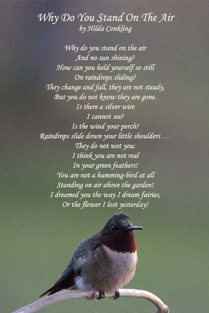 hummingbird poems death