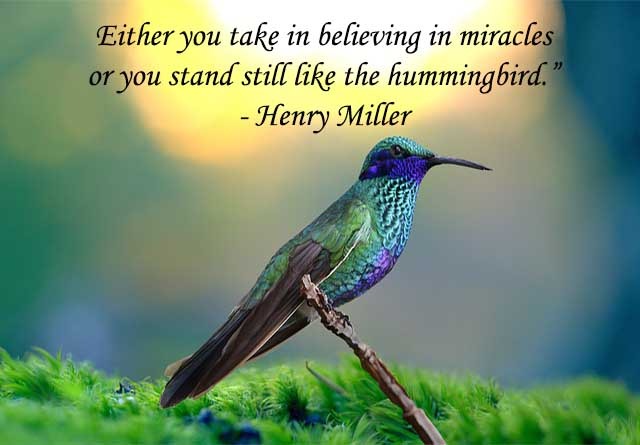 hummingbird quotes mary oliver