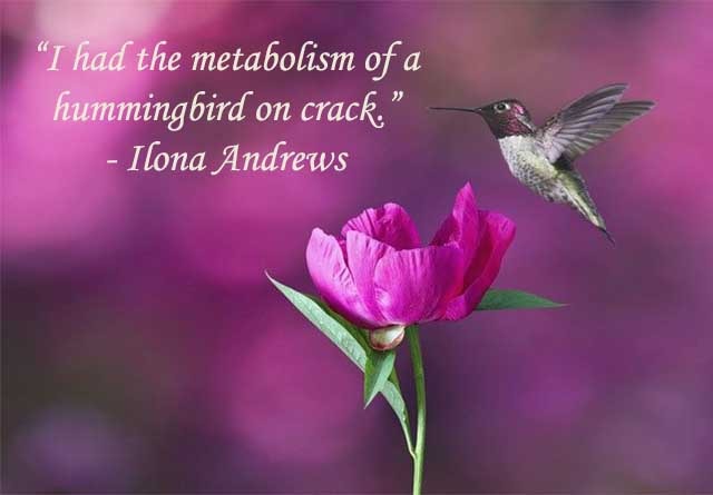 hummingbird quotes