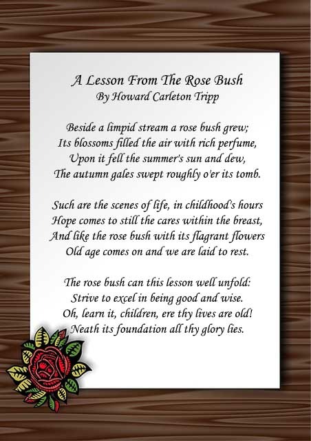 poems about roses and life